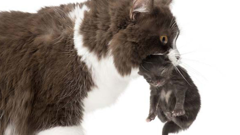 Alasan Kucing Makan Anaknya Sendiri: Uwok Seesaa Blog